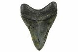 Fossil Megalodon Tooth - North Carolina #378105-1